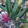 Stapelia scitula Cacti Cactus Succulent Real Live Plant