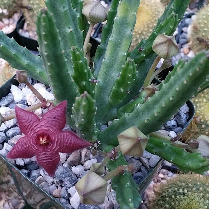 Stapelia scitula Cacti Cactus Succulent Real Live Plant