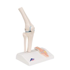 3B Scientific A85/1 Mini Knee Joint w/ cross sec of bone on base - 3B Smart Anatomy