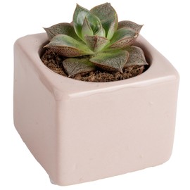 Costa Farms Succulent Plant, Live Indoor Mini Succulent Plant in Cute Succulents Plant Pot, Potting Soil Mix, Grower's Choice, Easy Grow Houseplant, Tabletop, Office, Room Decor, 2-Inches Tall