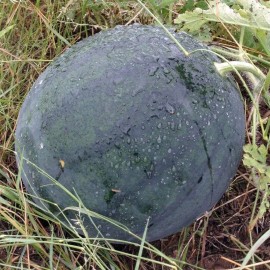 Southeast Seeds Florida Giant Watermelon Seeds, Jubilee, NON-GMO, Huge 35-50 lbs, FREE SHIP - 25 Seeds or 1/8 OZ