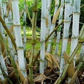 Borinda Macclureana, Live Tibetan Clumping Bamboo, Great Hedge or Specimen.