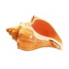 Set of 12 Vole Shells (3") Natural Seashell Medium Hermit