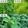 Natsukyosha Japanese Wild Grass Soup, Economical Use, 17.6 oz (500