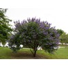 Chaste Tree | 3 Live Seedlings | Texas Lilac Shoal