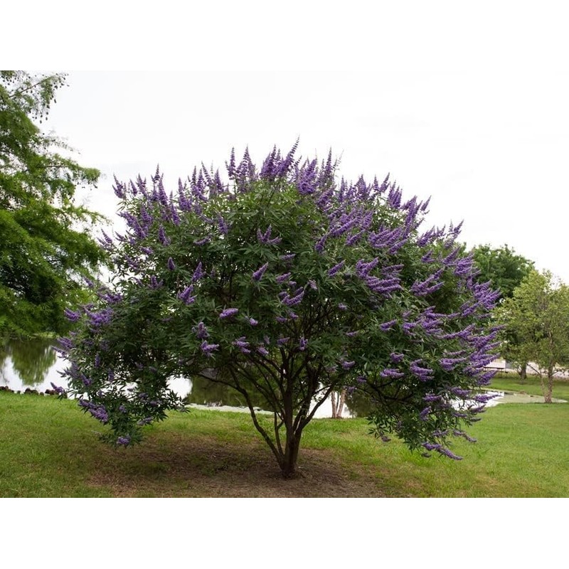 Chaste Tree | 3 Live Seedlings | Texas Lilac Shoal