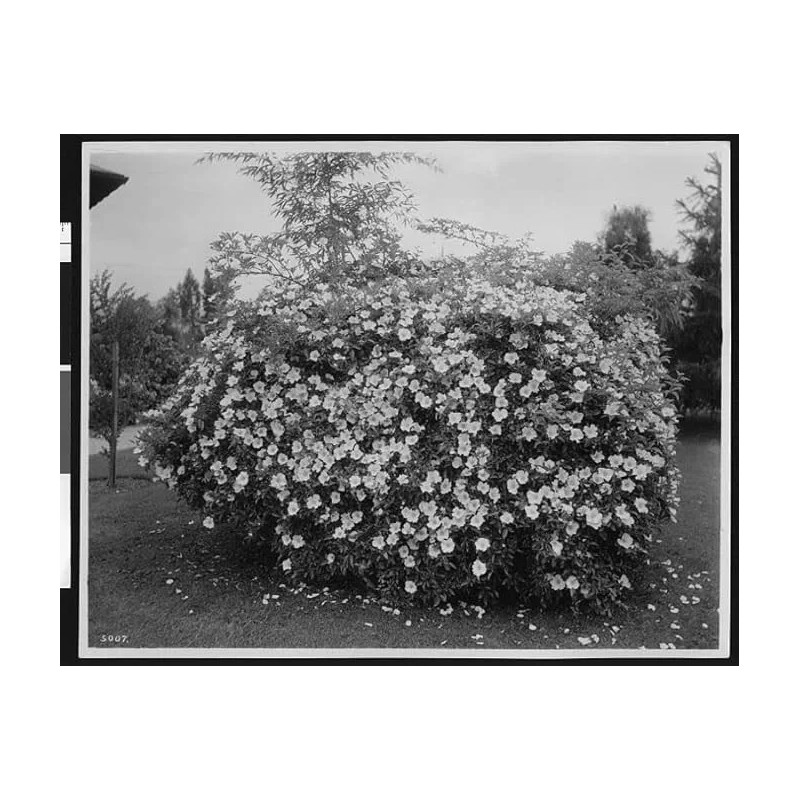 Cherokee Rose - 10 seed hips - Rosa laevigata