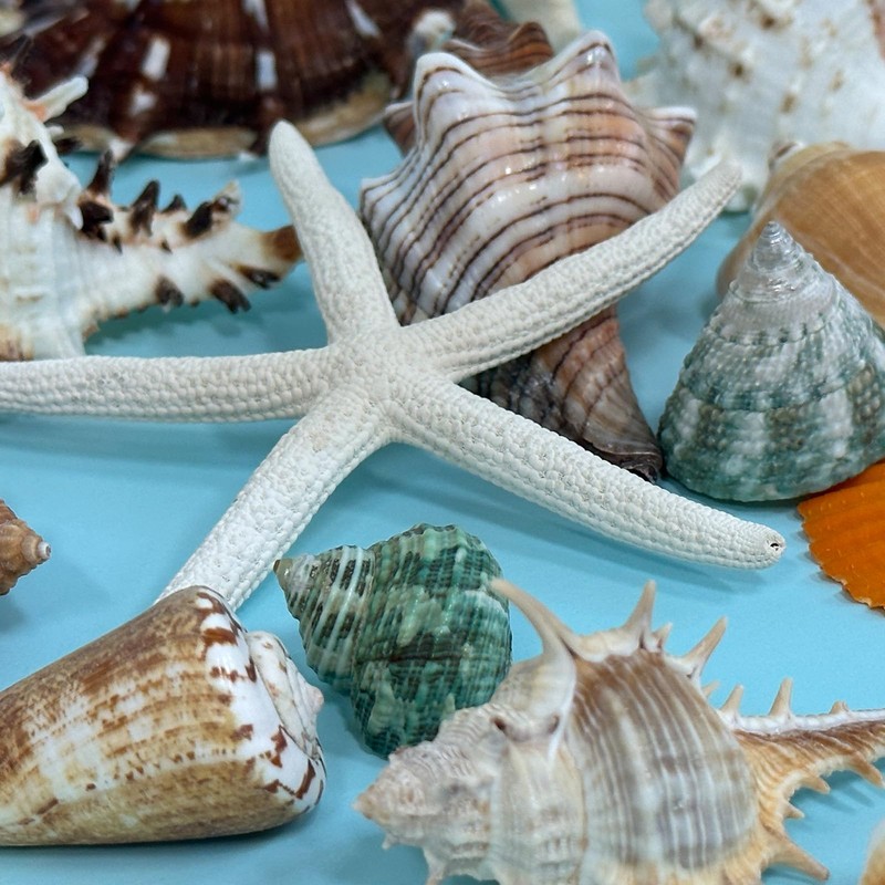 VESDORAIX 24 Kinds of Large Natural Seashells,1.2''-4.8'' 24PCS Large Seashells