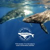 fcs2 Fins, Fcs, 2 Fins, PERFORMER ECO NEO GLASS EcoBlend