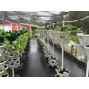 New (20) Individual Stacking Hydroponic 13" Pots - Build Your
