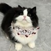 Hjvvr Lace Rose Cat Bib,1pc Dark Red Pet Bib,Adjustable Kitty