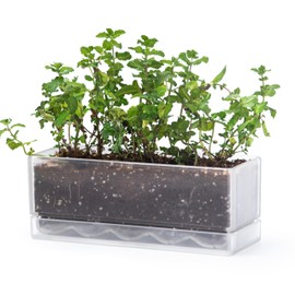 D'vine Dev 12 Inch Window Box Planter, Rectangle Plastic Herb Planter with Drainage Holes and Saucer, Indoor Succulent Cactus Vegetable Pot for Windowsill, Garden Balcony, Clear, Set of 1, 76-X-D-1