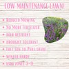Flawn Seed Kits Creeping Thyme Seed Kit, Easy Spread Shaker