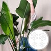 Climbing Houseplant Stem Supports,4Pcs Clear Plastic Flower Plant Growth Stake