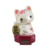 Solar Baby Cat Cherry Blossom Japan