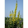 Earthcare Seeds Great Mullein Verbascum thapsus 150 Seeds Heirloom- Non