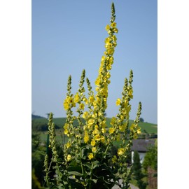Earthcare Seeds Great Mullein Verbascum thapsus 150 Seeds Heirloom- Non GMO - Open Pollinated