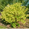 300 Weigela Seeds Lemon Color Repeat Blooming Shrub Rare Variety