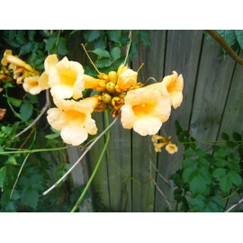 Rare YELLOW Hummingbird Trumpet Vine Seeds! HARDY! HummingBirds Love It!