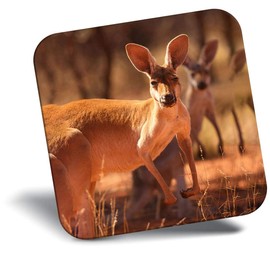 Destination Vinyl ltd Fridge Magnet - Kangaroo Australia Wild Animal Cute 8528