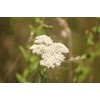 Essences Bulgaria Organic Yarrow Essential Oil - 5ml Excellent for