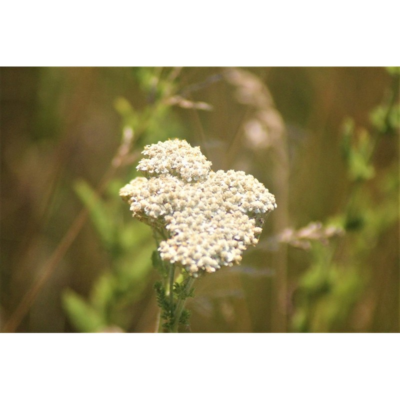 Essences Bulgaria Organic Yarrow Essential Oil - 5ml Excellent for