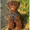 Bunty Dog Harness X-Small Dog - Lightweight Durable Design, Breathable