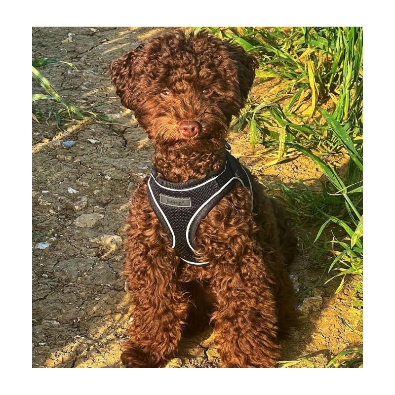 Bunty Dog Harness X-Small Dog - Lightweight Durable Design, Breathable