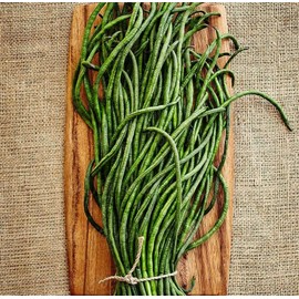 TomorrowSeeds Yu Long Yard Long Bean Seeds | USA Asian Asparagus Chinese Green Beans Seed 2024