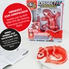 Slimy Original Lab Dissect-IT Salamander - Experiment & Research Dissecting
