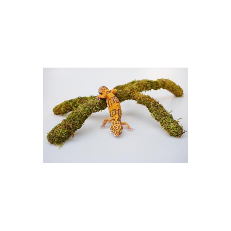Leopard Gecko Tank Accessories, Adjustable Climbing Toys Supplies, Terrarium Habitat