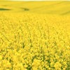 Outsidepride Forage Rape Seed for Food Plots & Cover Crops