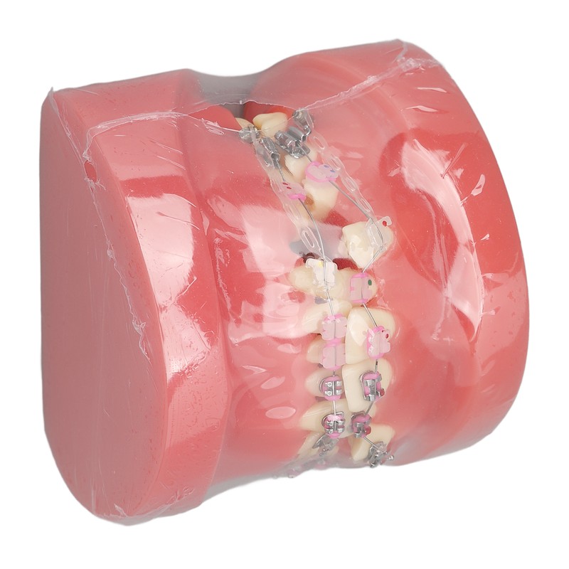 Demonstration Orthodontics Dental Model Disassembled Resin Teeth Model for Teaching