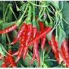 Pepper, Thai HOT Pepper Seeds, Heirloom, 100 Seeds, Very Spicy