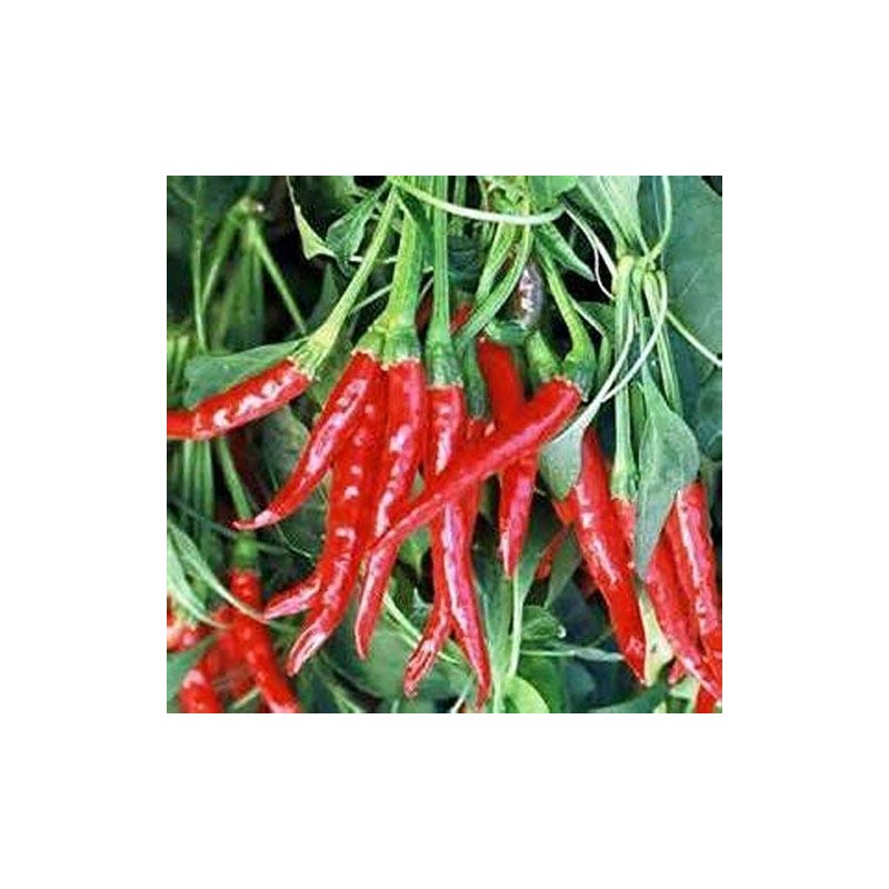Pepper, Thai HOT Pepper Seeds, Heirloom, 100 Seeds, Very Spicy