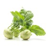 Kohlrabi Seeds for Planting, Pack of 1000 Vegetable Seeds for
