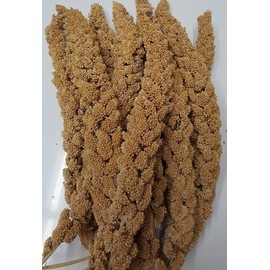 Higgins 12 Count Millet Sprays All Natural Bird Treat for Lovebirds Cockatiels Parakeets