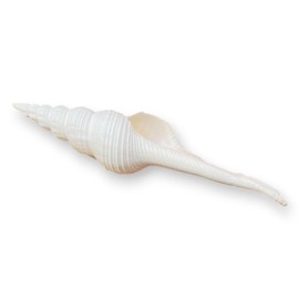 Tumbler Home Large Conch Sea Shells for Decorating or Fish Tank, Coastal & Nautical Decor, Air Plant Holder, Aquarium Ornaments, Big Sea Shell, Decorative Seashells, Beach Party Decor (Spindle)