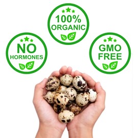 FARM FRESH Quail Eggs *Laid in the U.S.* Hormone Free; Non-GMO - (36+ Count) *Eating Eggs*