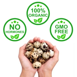 FARM FRESH Quail Eggs *Laid in the U.S.* Hormone Free; Non-GMO - (36+ Count) *Eating Eggs*