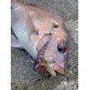 LITTLE JACK Little Jack EBINEM Ebinem (30g, 04 RED PRAWN