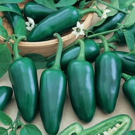 Jalapeno Gigantia F1 Hybrid Hot Pepper Seeds - 300 Mg Packet ~40 Seeds - Non-GMO, F1 Hybrid - Vegetable Garden - Capsicum annuum