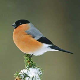 Bullfinch Bird greeting card which plays bird sound when opened