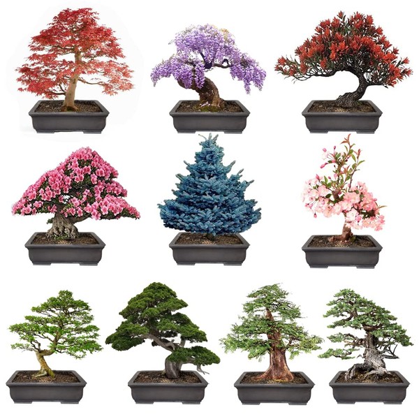 300+ Bonsai Tree Seeds – 10 Popular Varieties of Non GMO Heirloom Bonsai Seeds Red Maple, elm Tree, Blue Spruce, Black Spruce, Black Pine, Wisteria, Sakura, Flame Tree, Bauhinia, Dawn Redwood