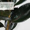 Ficus Burgundy Rubber Tree, Bush Form Live Tropical Plant (7GAL