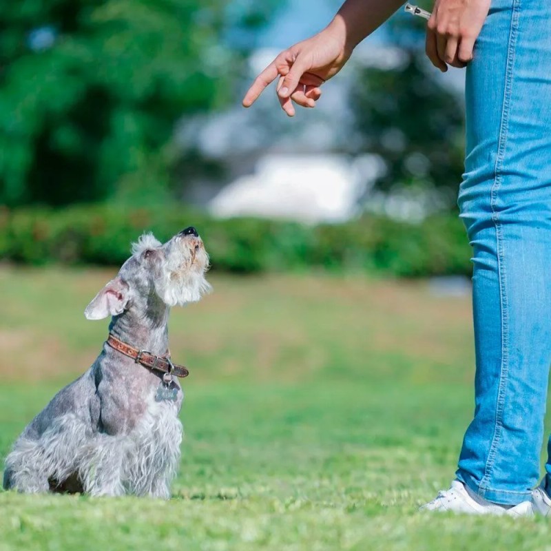 Mercader Digital Silbato Ultrasónico Para Perro Entrenamiento Canino