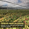 AKI American Ginseng Powder with 4% Ginsenosides - Ideal with