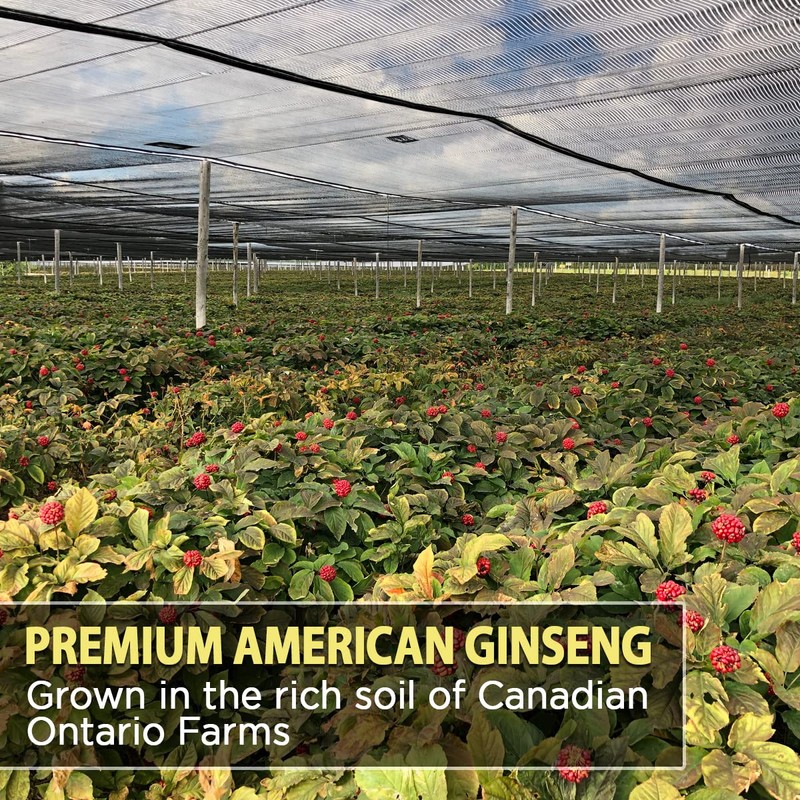 AKI American Ginseng Powder with 4% Ginsenosides - Ideal with