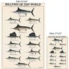 Billfish Fish Poster and Identification Chart