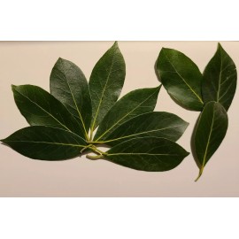 Fresh 25 Freshly Picked California Bay Leaves. Pesticide free.